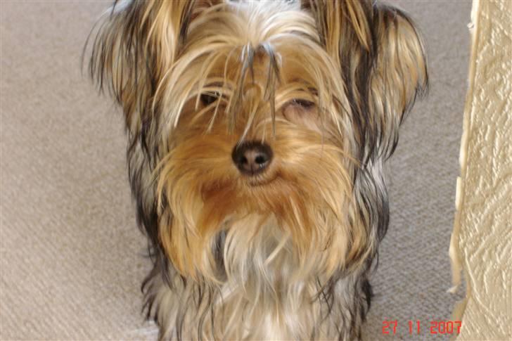 Yorkshire terrier Fiona billede 9