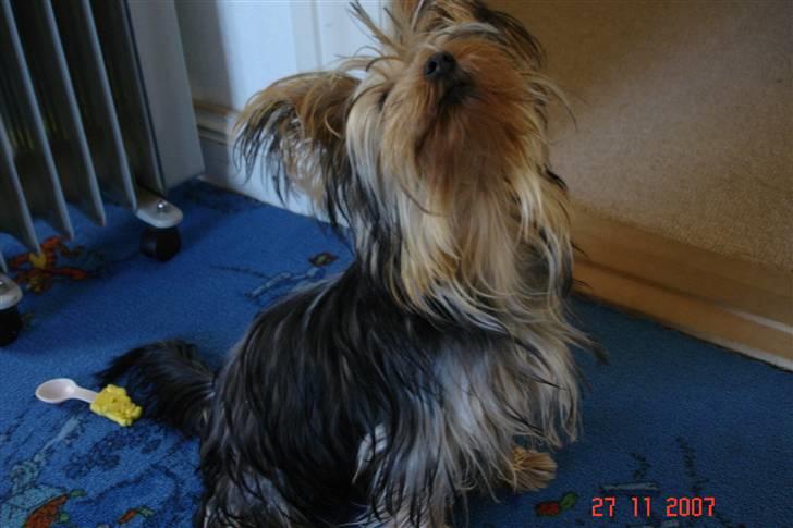 Yorkshire terrier Fiona billede 10