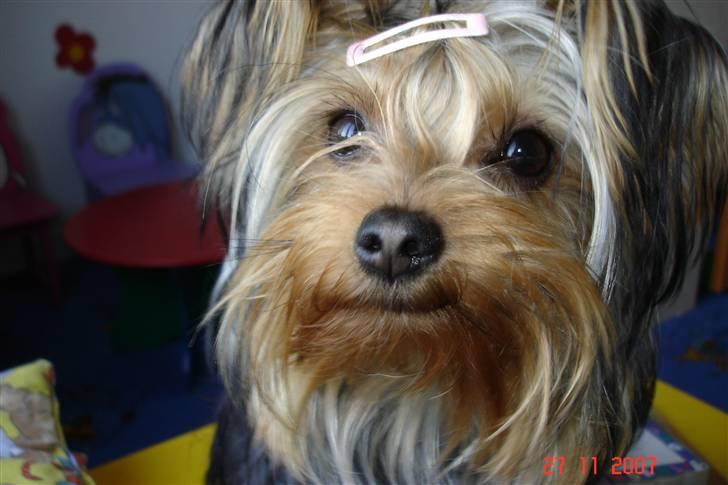 Yorkshire terrier Fiona billede 11