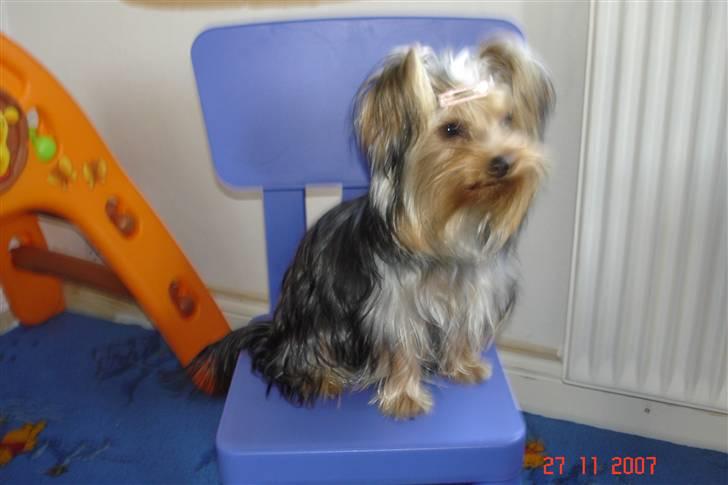 Yorkshire terrier Fiona billede 12