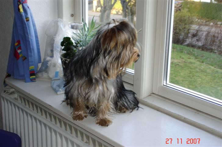 Yorkshire terrier Fiona billede 13