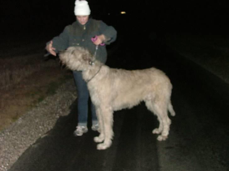 Irsk ulvehund Egholm´s McMillan Myler billede 17