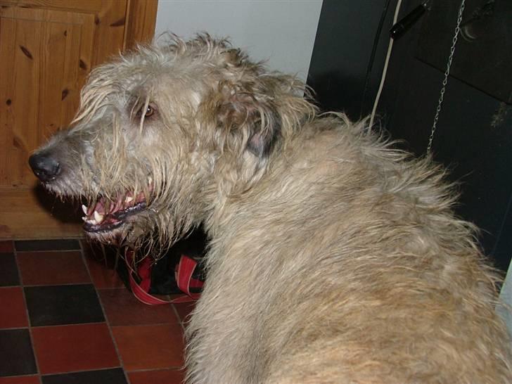 Irsk ulvehund Egholm´s McMillan Myler billede 18