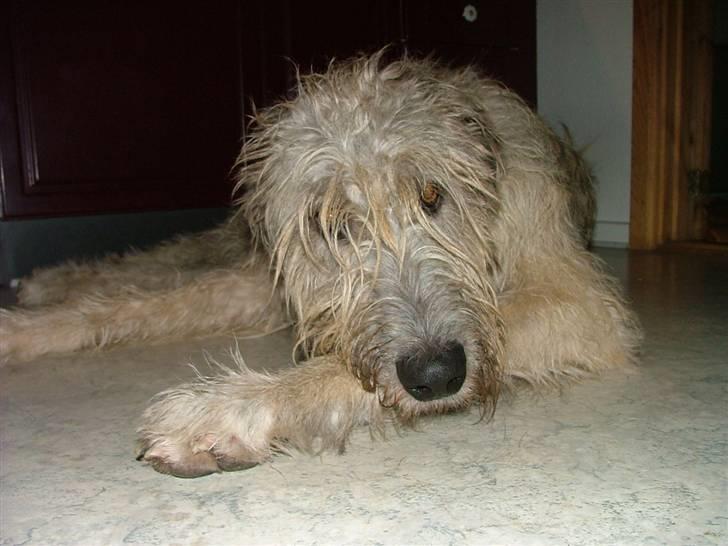 Irsk ulvehund Egholm´s McMillan Myler billede 19