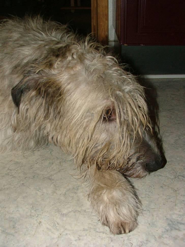 Irsk ulvehund Egholm´s McMillan Myler billede 20