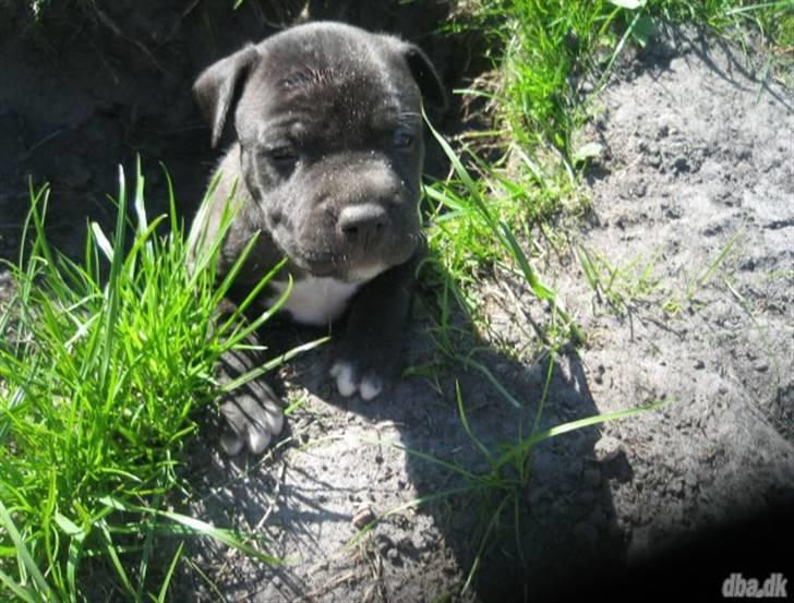 Amerikansk staffordshire terrier Tyson - Baby Tyson <3 billede 14