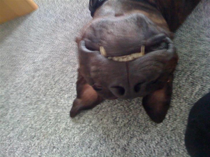 Amerikansk staffordshire terrier Tyson - Jeg er ikke en flagermus, jeg leger det bare ;) billede 15