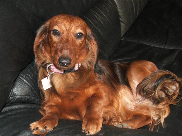 Gravhund stella - hej er jeg ikke bare nuttet. billede 1