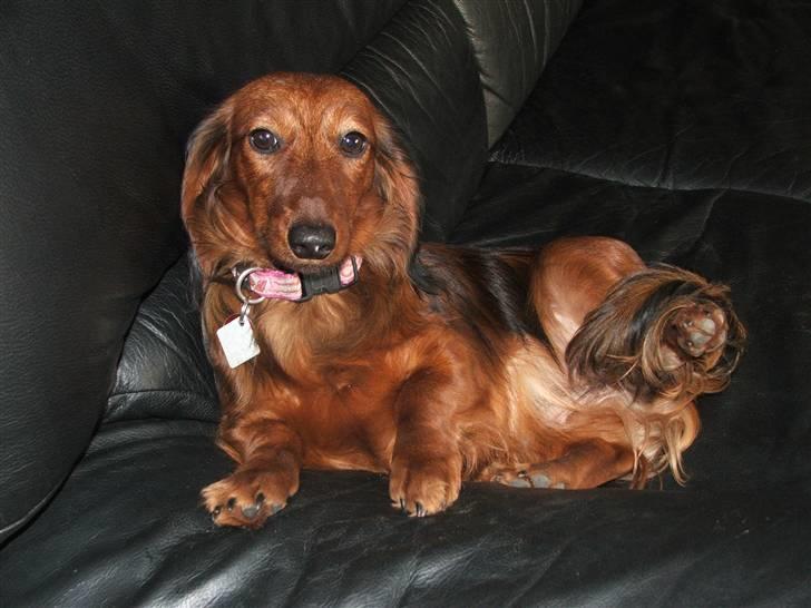 Gravhund stella - hej hej .... billede 2