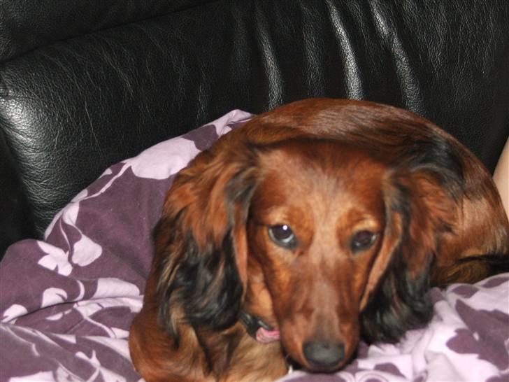 Gravhund stella billede 3