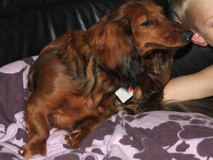 Gravhund stella billede 4