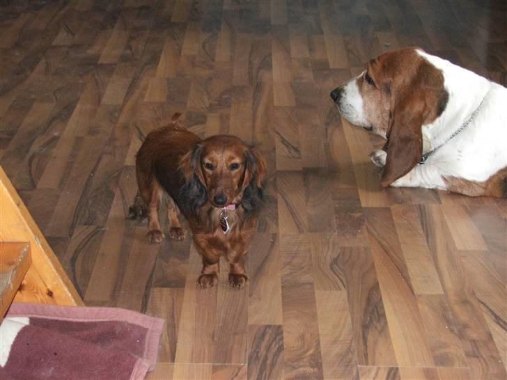 Gravhund stella - her er jeg med min "storbror" bernhard. billede 5