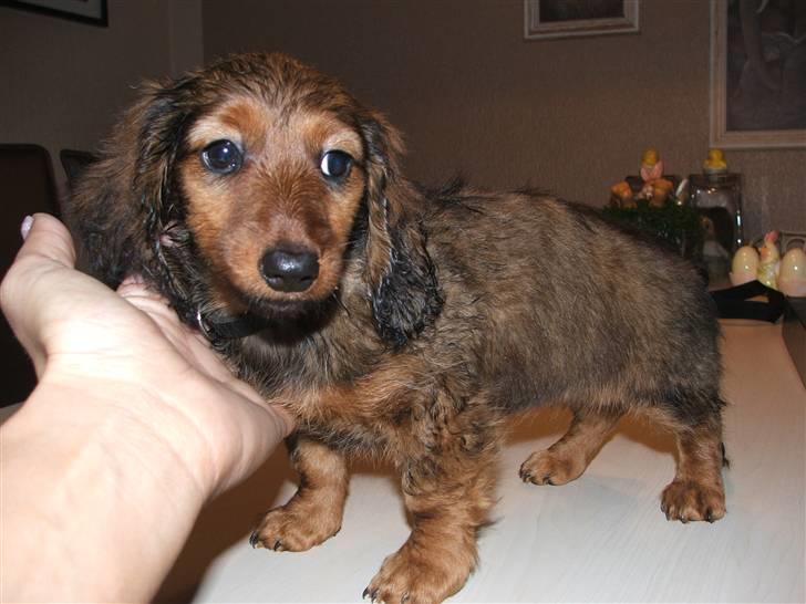 Gravhund stella - på det her billed er jeg 10 uger. billede 6