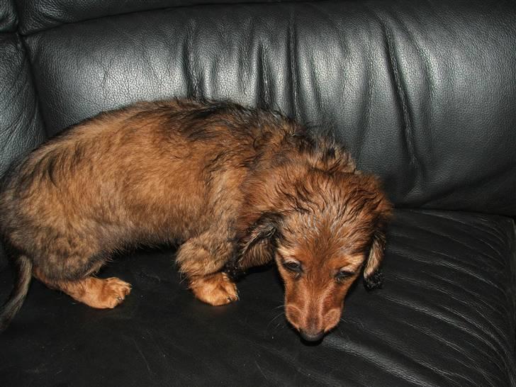 Gravhund stella - jeg har lige været i bad billede 7