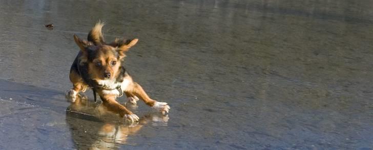 Blanding af racer Bella - Himmelhund...<3 - MOAR! Vandet er stift! (... og man kan jo ikk løbe på det) PANIK! billede 4