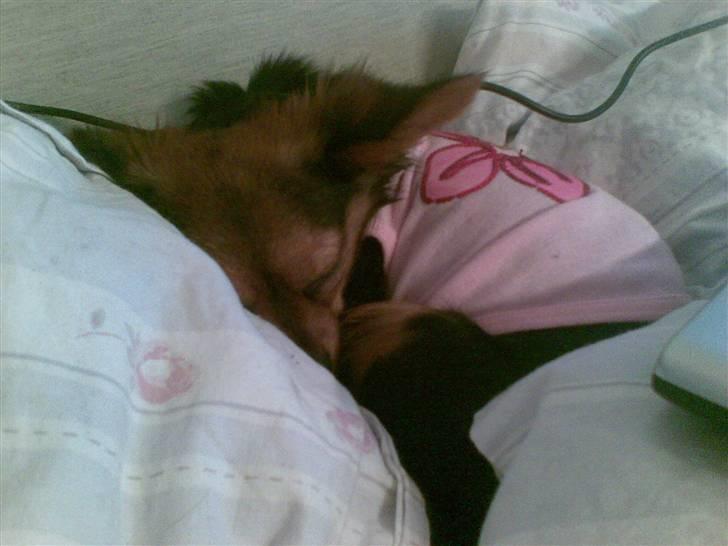 Blanding af racer Bella - Himmelhund...<3 - ZzZzZ....! I sin fine nye trøje :D billede 5