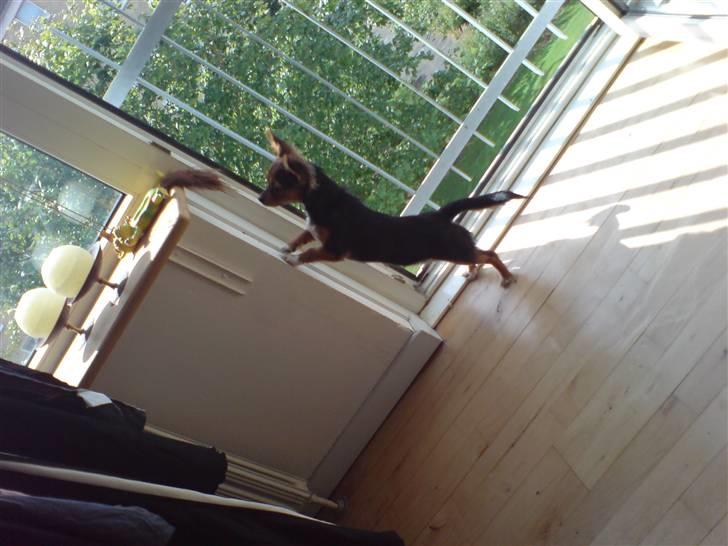 Blanding af racer Bella - Himmelhund...<3 - Moster!? Hvorfor lagde du den der? billede 6