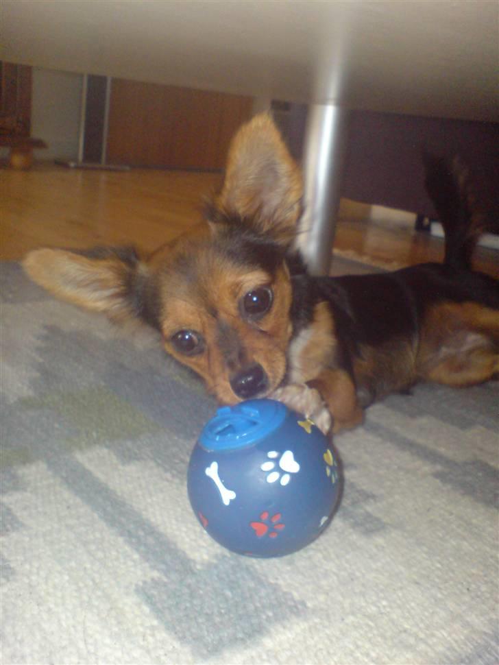 Blanding af racer Bella - Himmelhund...<3 - Total yndlings-bold! (Desværre afgået ved døden ved Caine ;)) billede 7