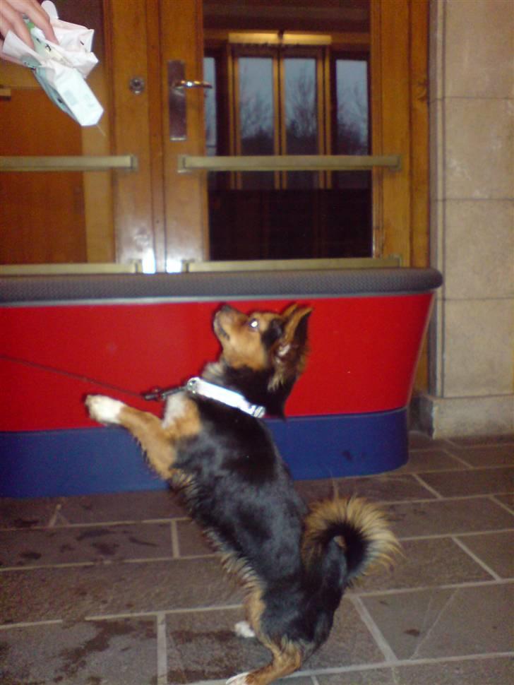 Blanding af racer Bella - Himmelhund...<3 - Hva har mor i posen? billede 8