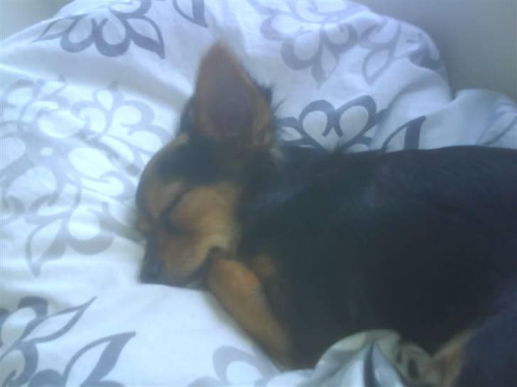 Blanding af racer Bella - Himmelhund...<3 - Mmm,... Nat nat....  billede 9