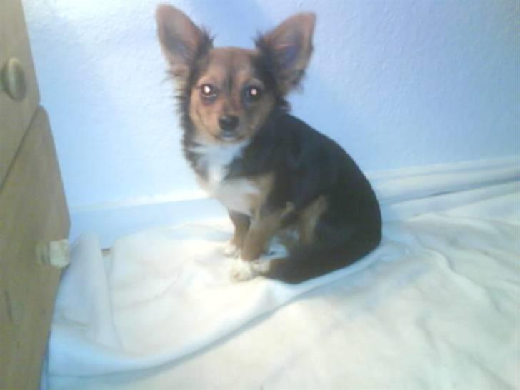 Blanding af racer Bella - Himmelhund...<3 - Så fiint kan jeg sidde! billede 10