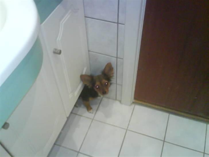 Blanding af racer Bella - Himmelhund...<3 - MOAR! Vil ikk i bad nu! ;( billede 11