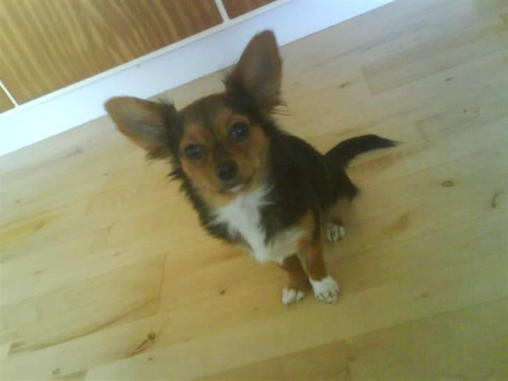 Blanding af racer Bella - Himmelhund...<3 - Billede igen? Okay så?! Smiiil! billede 12