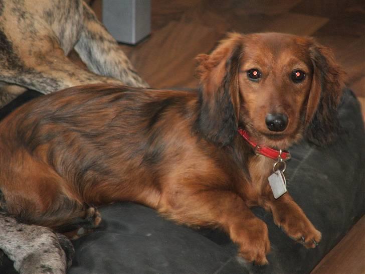 Gravhund stella billede 8