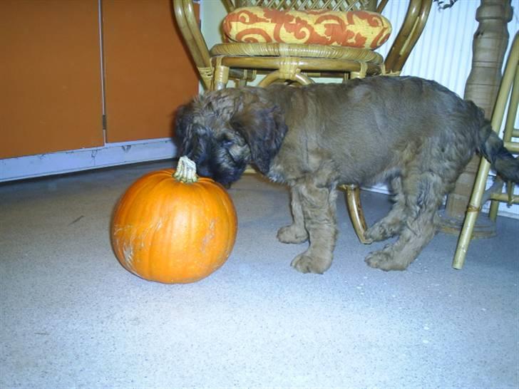 Briard Mistrall billede 1