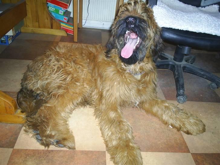 Briard Mistrall billede 2
