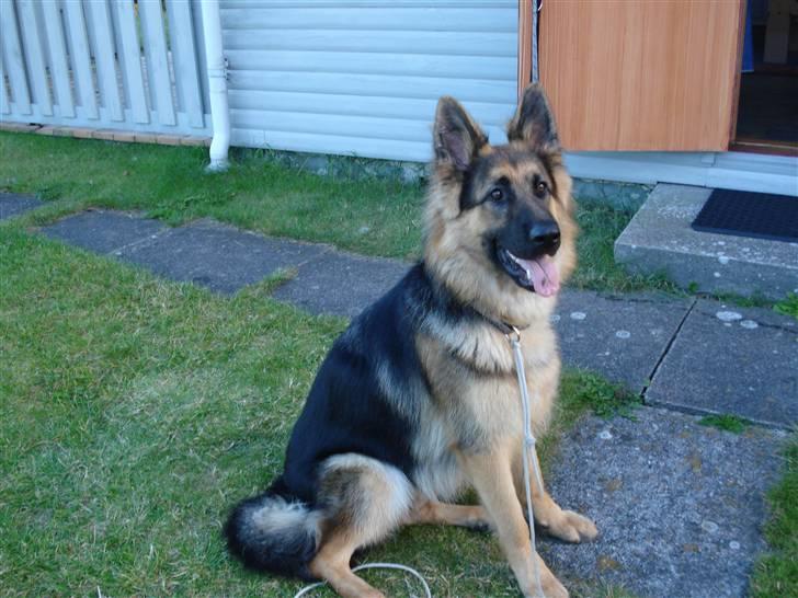 Schæferhund Fie - se hvor pænt jeg kan sidde.... billede 1