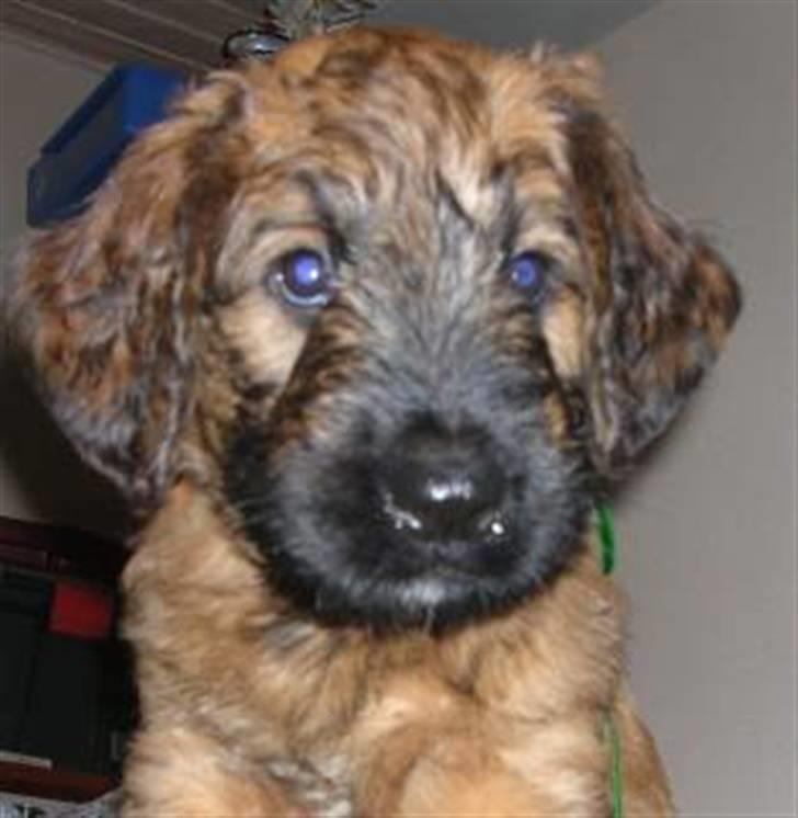 Briard Mistrall billede 3