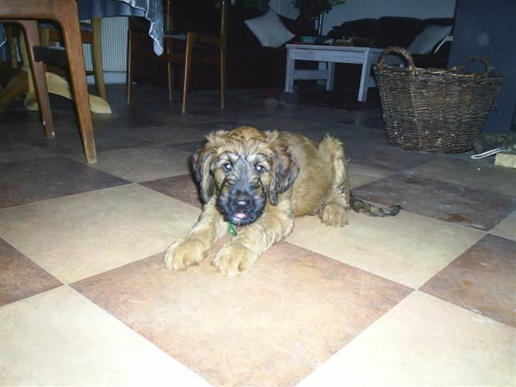 Briard Mistrall billede 4