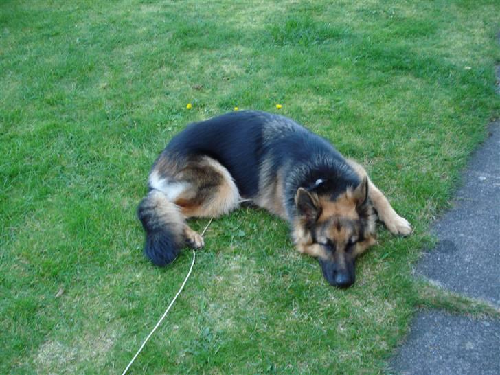 Schæferhund Fie - puha...nu er jeg træt, det er hårdt og lege.... billede 2