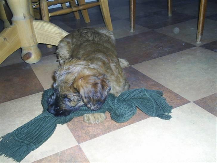 Briard Mistrall billede 5