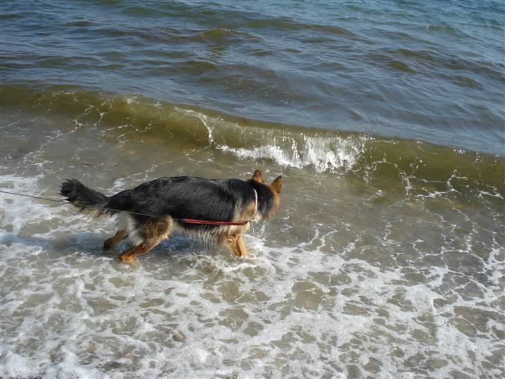 Schæferhund Fie - så skal der bades.... billede 3