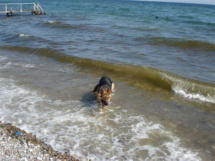 Schæferhund Fie - dejligt og få poterne i vand... billede 4