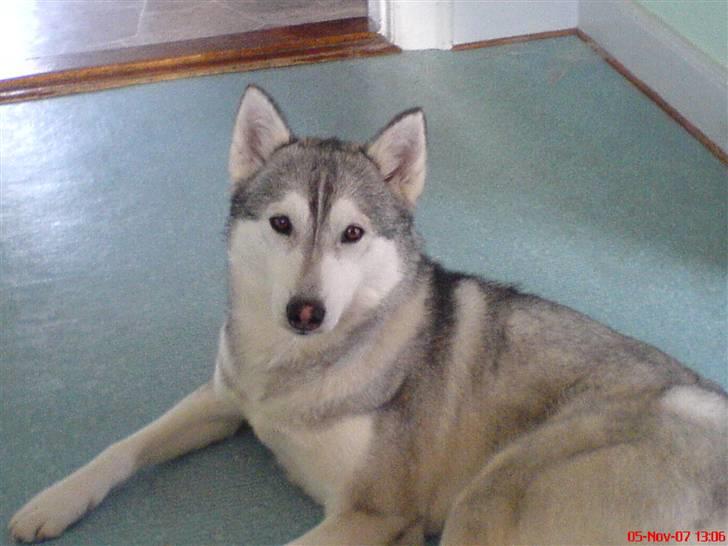 Siberian husky R.I.P Kimik´s Dinna billede 15