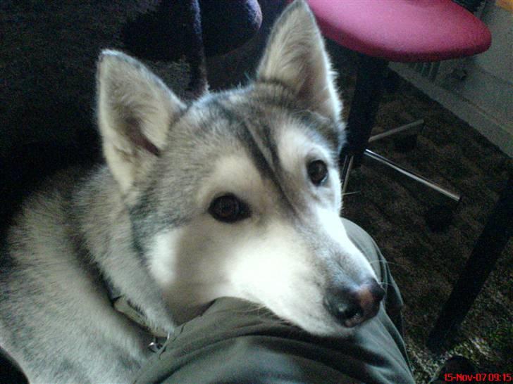 Siberian husky R.I.P Kimik´s Dinna - hvad med at lege med mig i stedet for at være på HG hele tiden billede 16