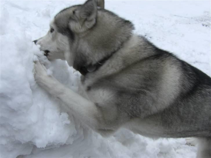 Siberian husky R.I.P Kimik´s Dinna - Nu spiser jeg altså den snebunke fra oven af  billede 17