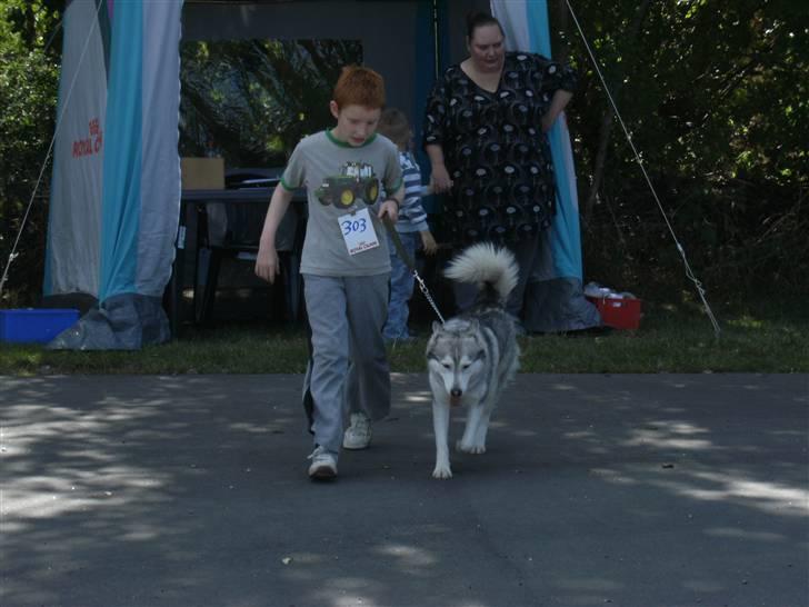 Siberian husky R.I.P Kimik´s Dinna - Barn hund konkurance med Marck  billede 18