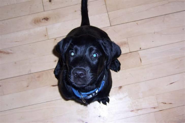 Blanding af racer Jilly - "Hvad er det, du har der?" billede 10