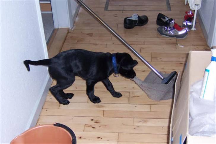 Blanding af racer Jilly - lille baby Jilly hjælper med at gøre rent..  billede 11