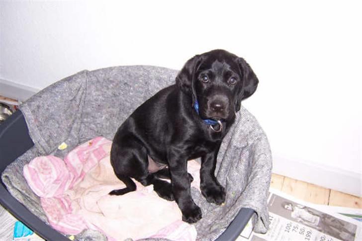 Blanding af racer Jilly - Nåååååååå lille baby Jilly... billede 12