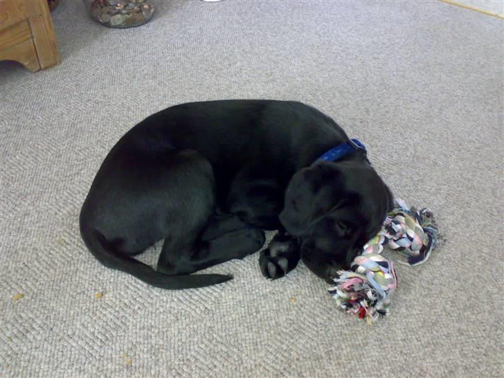 Blanding af racer Jilly - En lille træt Jilly hund... billede 14