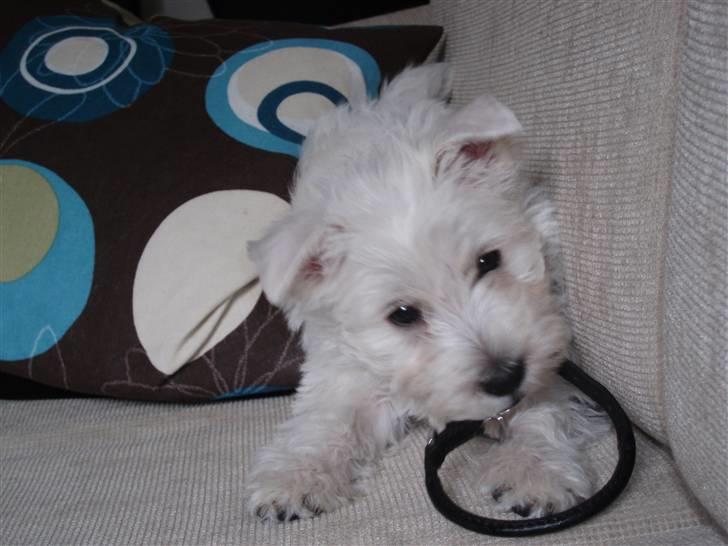 West highland white terrier Frida - Jeg leger med mit halsbånd billede 7