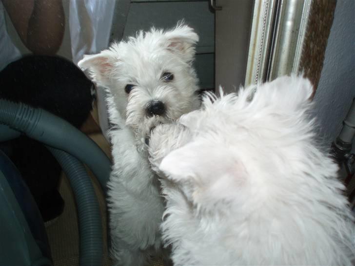 West highland white terrier Frida - Hvem er den anden hund? billede 9
