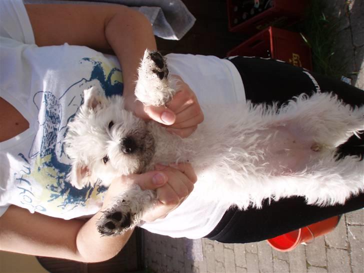 West highland white terrier Frida billede 10