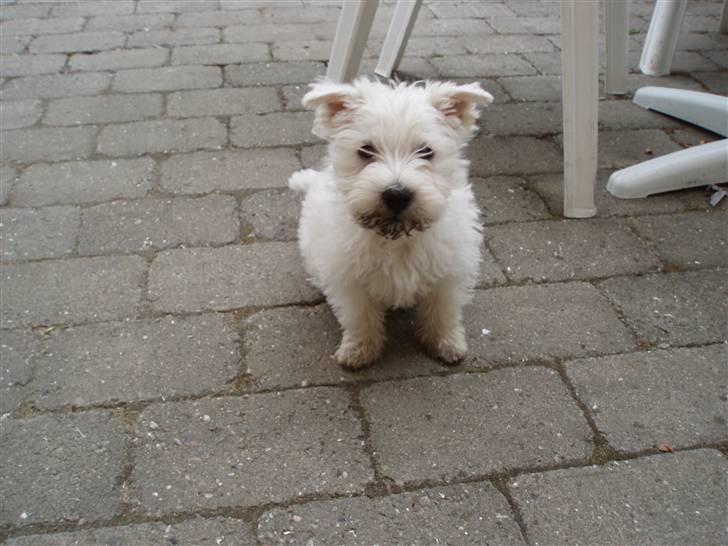 West highland white terrier Frida billede 11