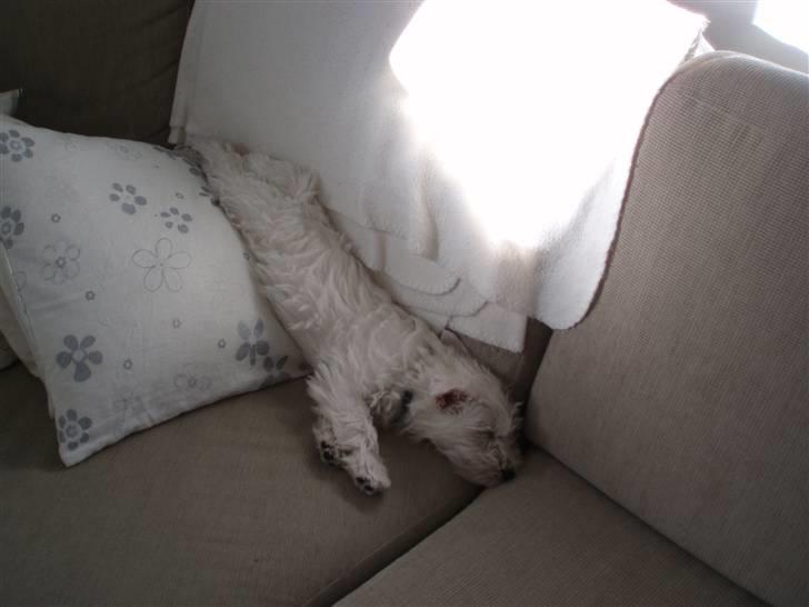 West highland white terrier Frida billede 12